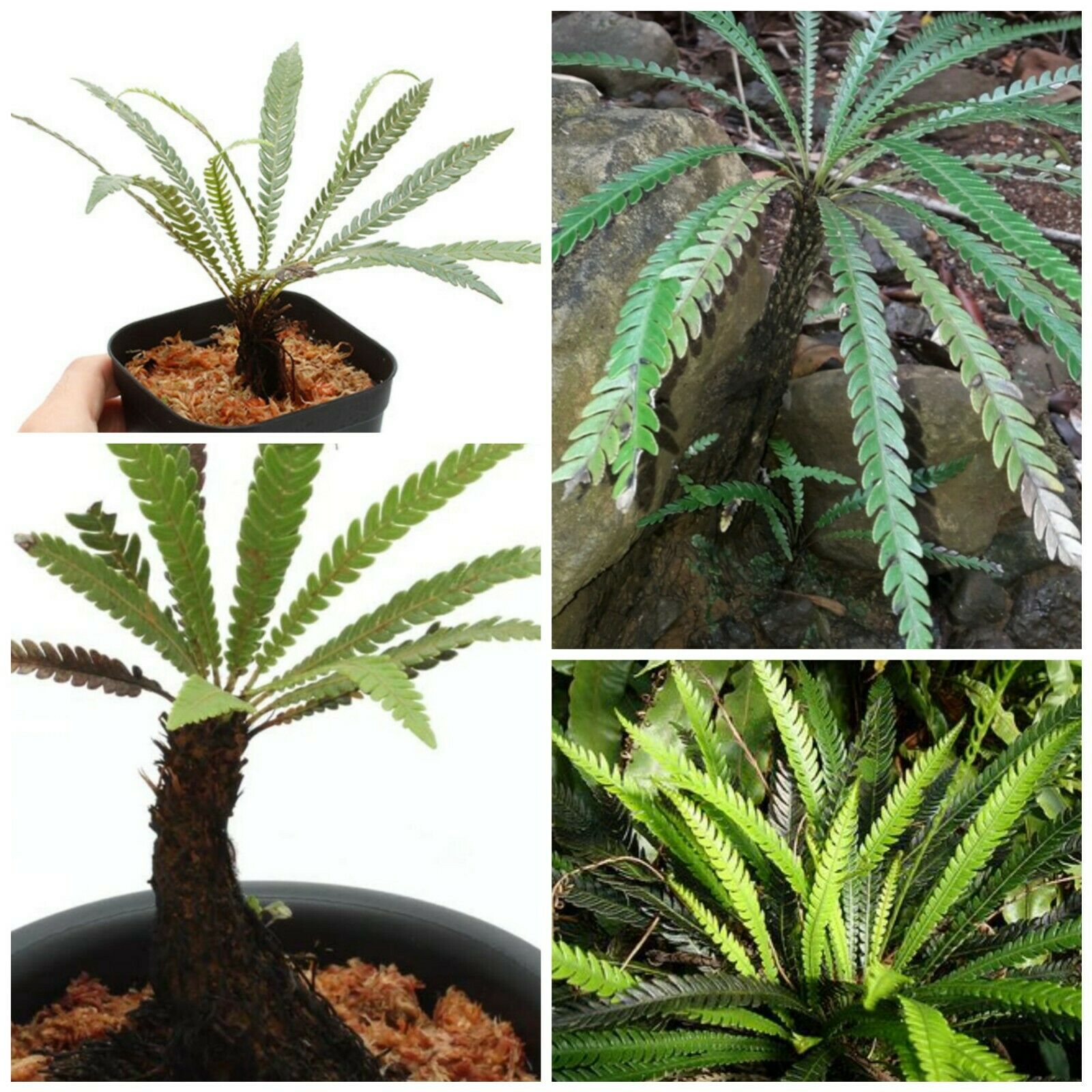 obtusatum オブBlechnum オブvar ブレクナムオブツサタムシダ熱帯植物