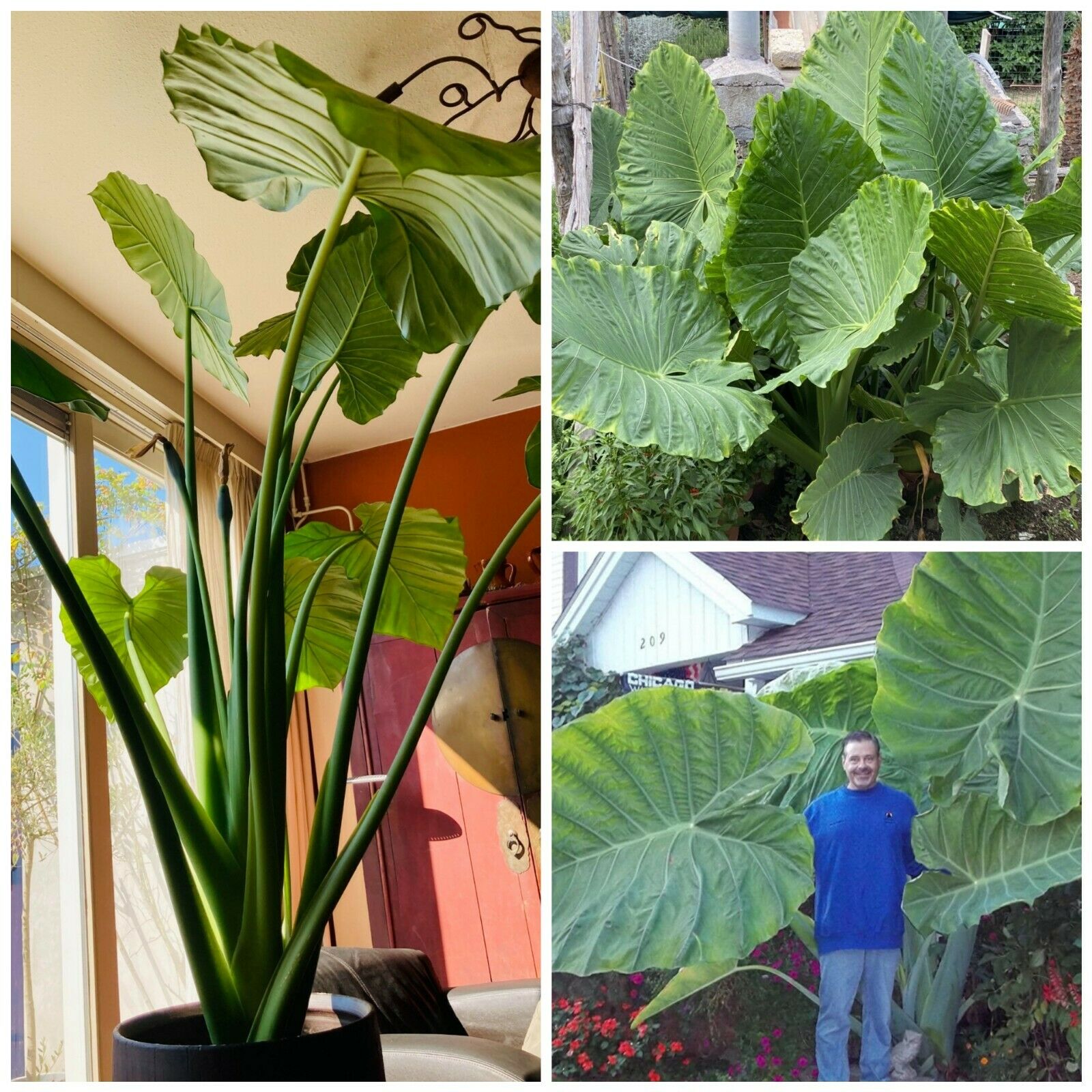 fiddle leaf fig tree indoor FIG FIDDLE LEAF TREE – ENHANCED SPACES & BOTANICALS main image 0