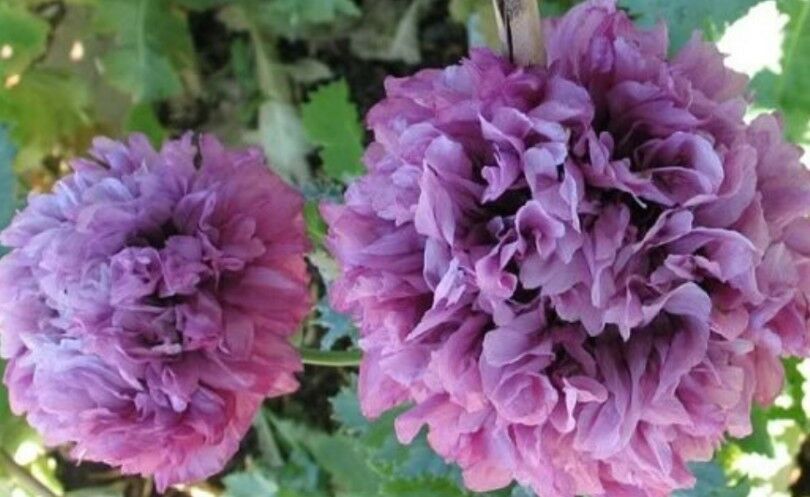 Purple peonies shop