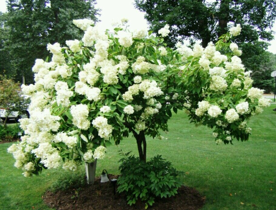 Hydrangea shrub sales