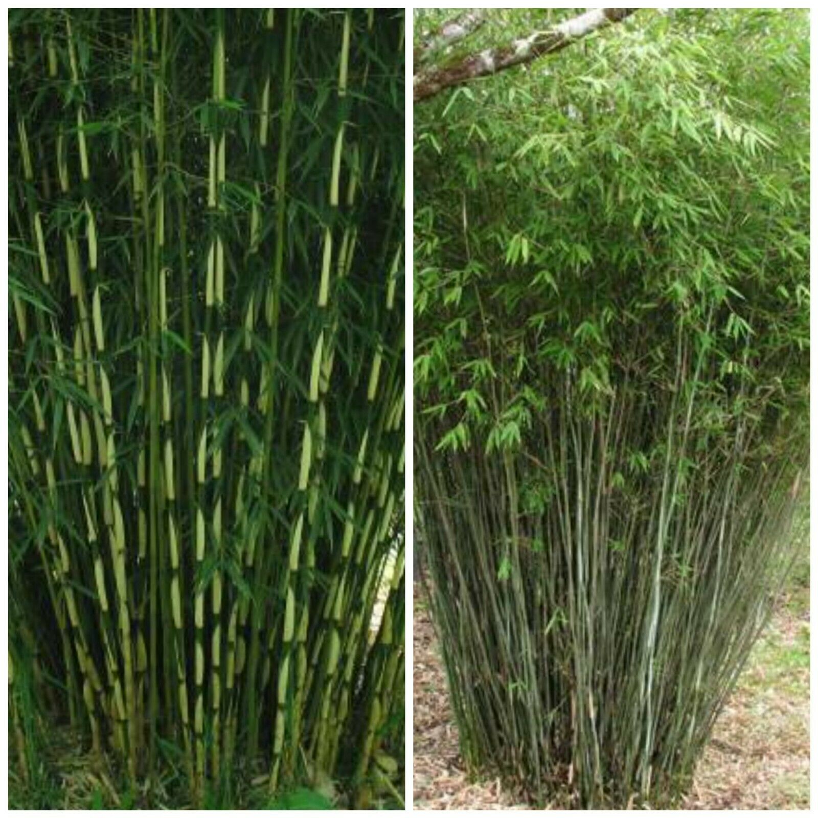 VERY HARDY BAMBOO! Fargesia yunnanensis Umbrella bamboo SEEDS. RARE