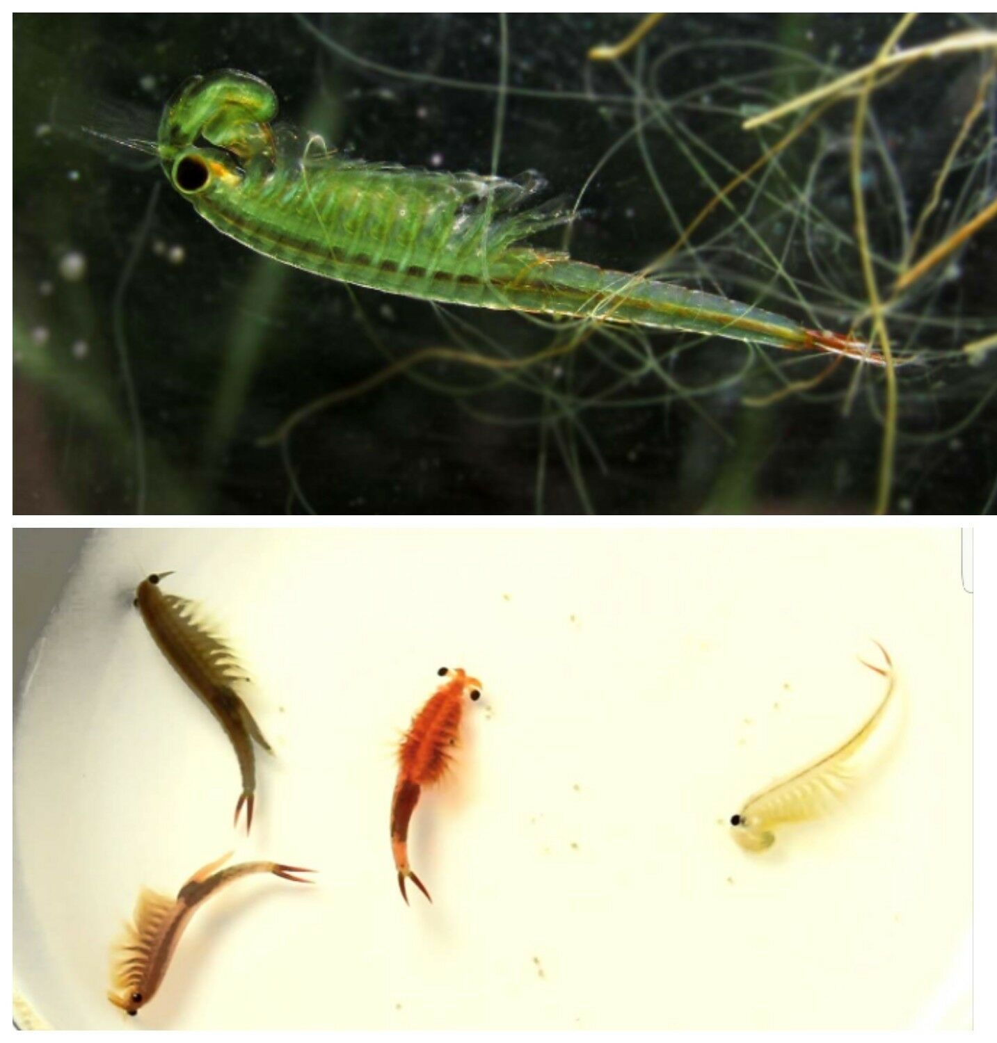 Live brine shrimp for sale new arrivals