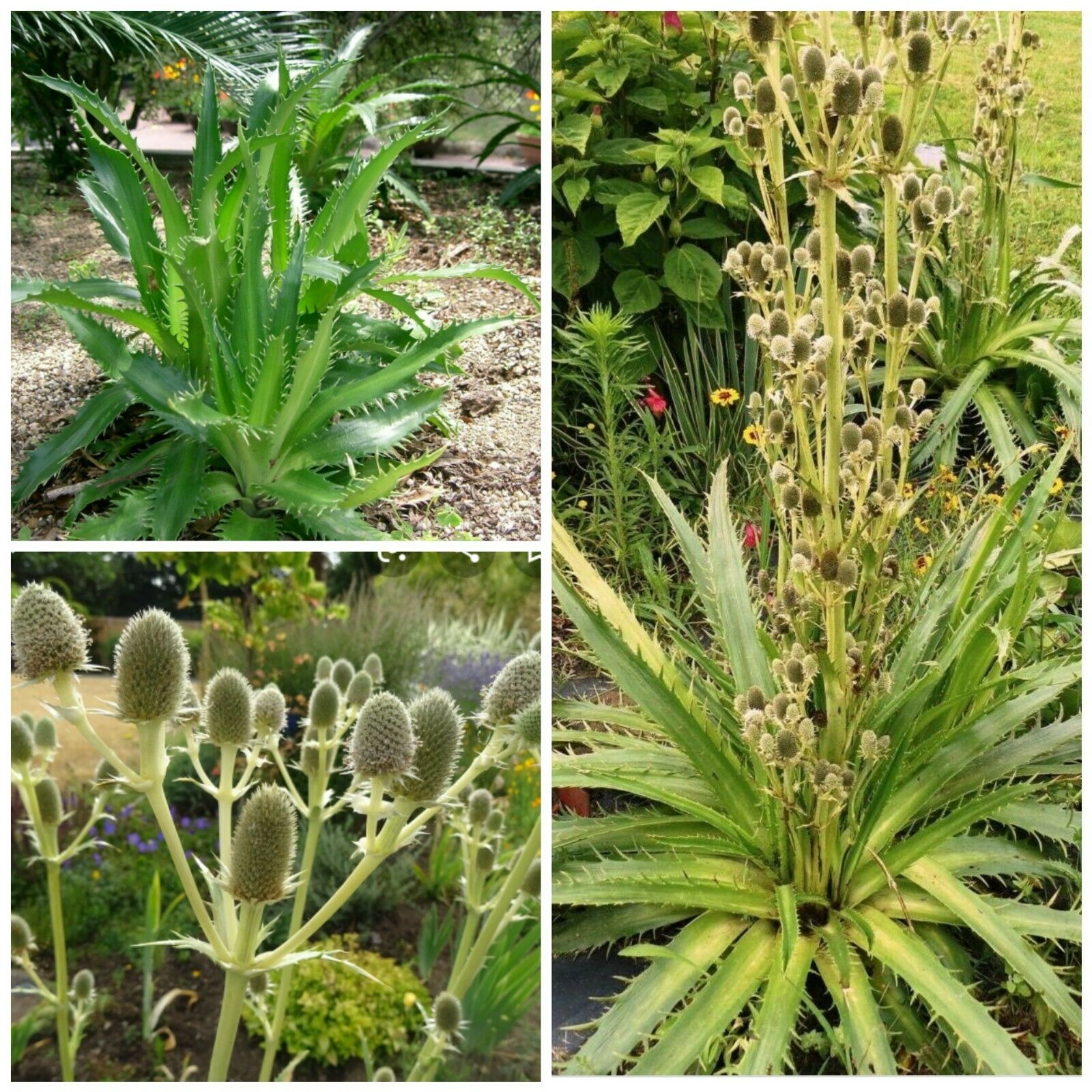 Agave like Sea Holly! Eryngium agavifolium UK HARDY EXOTIC! FRESH SEEDS