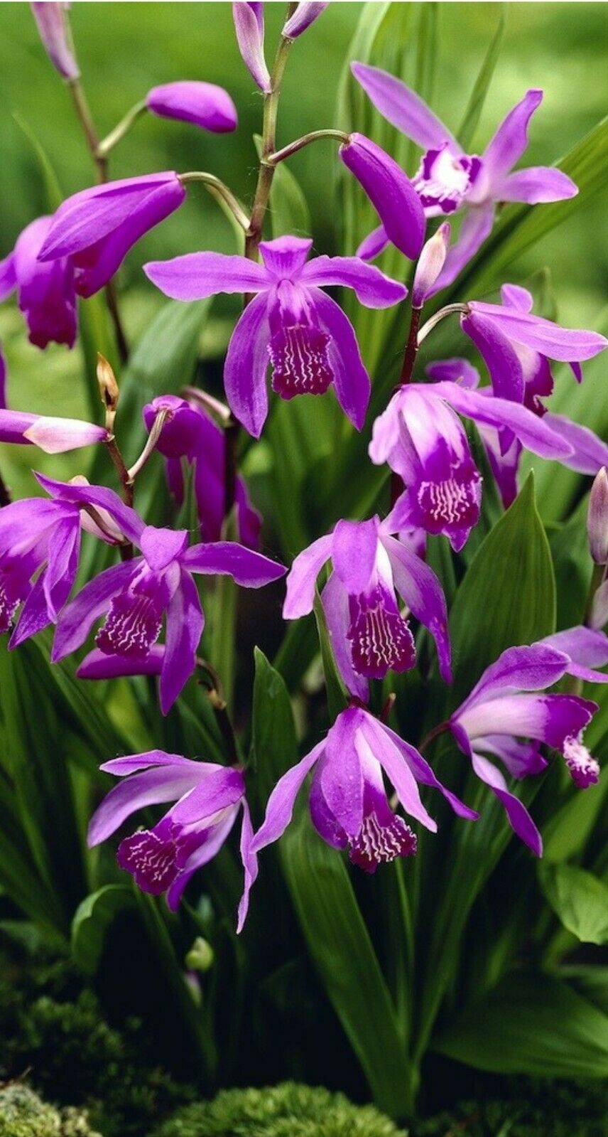 Bletilla Striata HARDY ORCHID Fresh spores Upto 12 blooms each plant